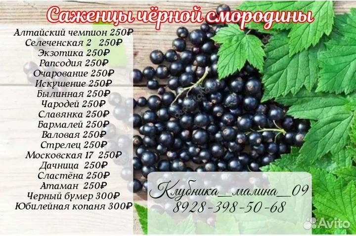 Саженцы малины, ежевики,клюквы,голубики