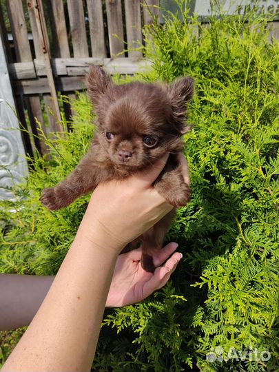 Чихуахуа мальчик