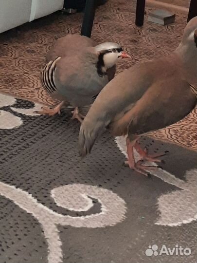 Кеклик куропатка