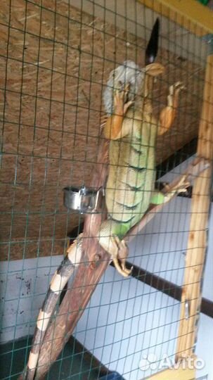 Передержка домашних животных