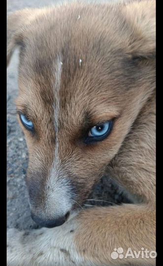 Щенулька с глазами цвета неба