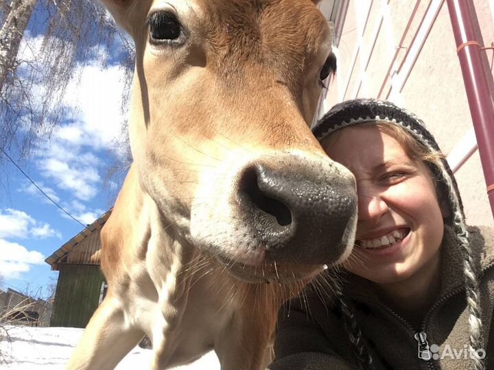 Навоз в мешках, перегной коровий