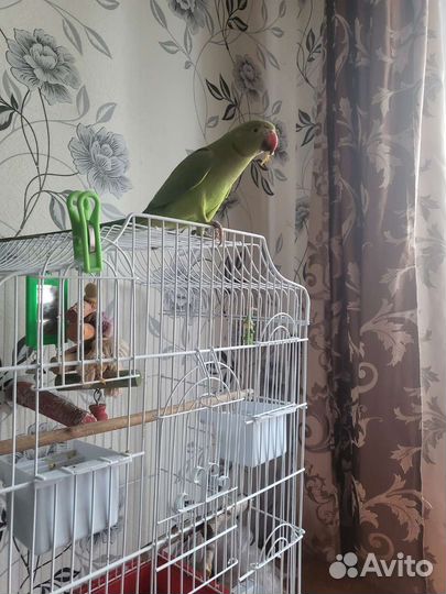 Ожереловый попугай самец