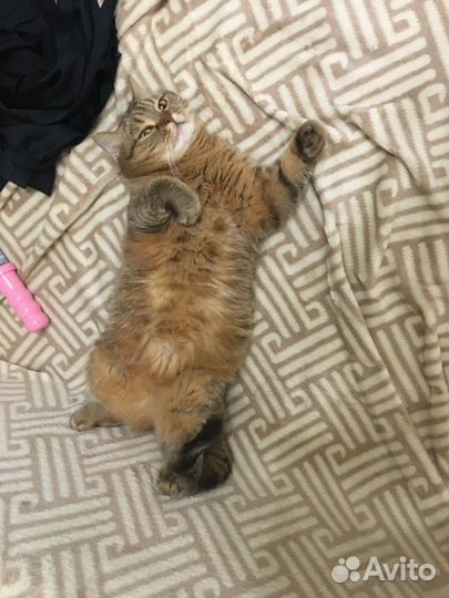 Шотланская кошка в хорошие руки