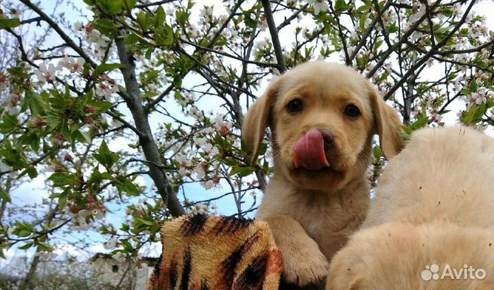 Щенки лабрадора