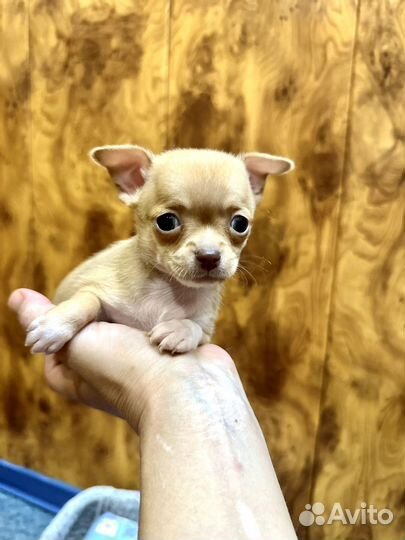 Супер мини чихуахуа мальчик