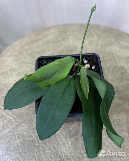 Хойя Cagayanensis