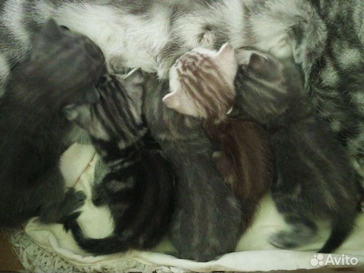 Шотландские котята