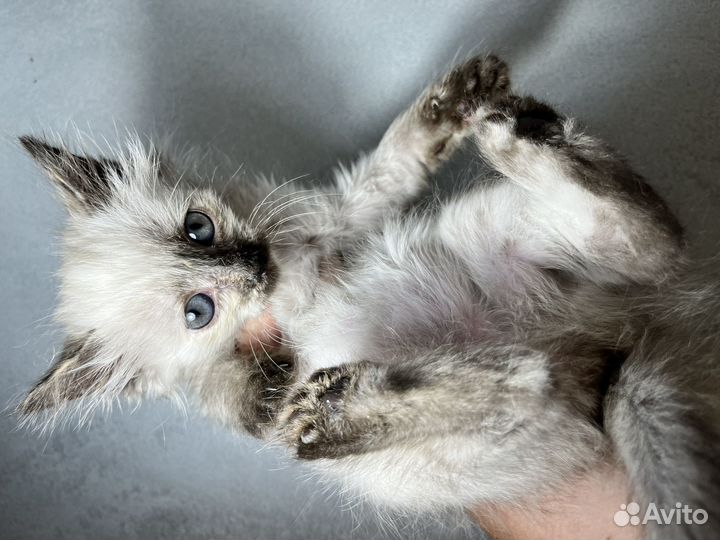 Невская маскарадная котенок