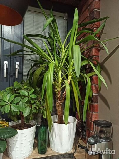 Комнатное растение юкка