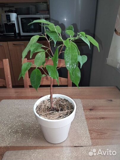 Фикус Лирата и другие цветы