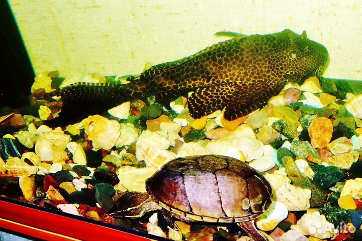 Мускусная черепаха и сом