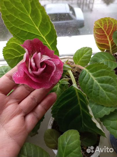 Глоксиния махровая