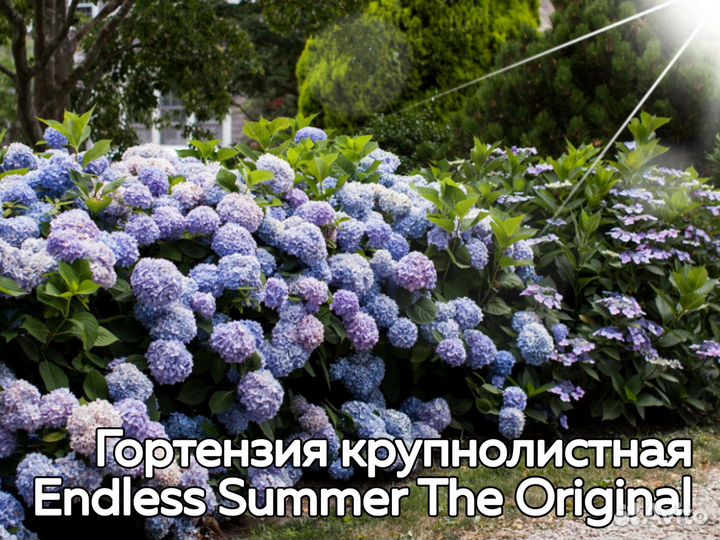 Гортензии – модные сорта – евросаженцы
