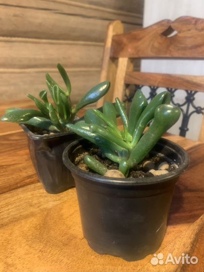 Амариллис, суккулент и каллизия белая