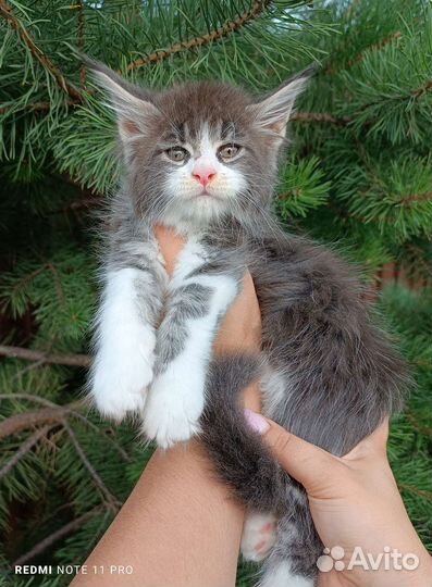 Котята мейн-кун