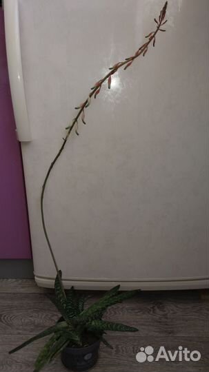 Кампанулы, укорененные черенки