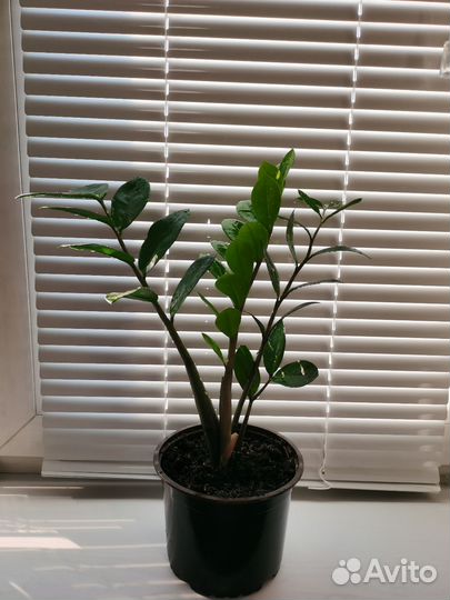 Замиокулькас (долларовое дерево)