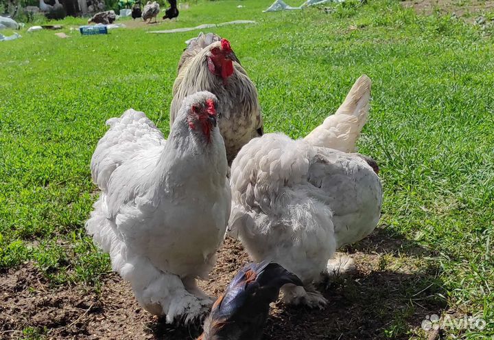 Семьи брама, легорн, несушка доминант