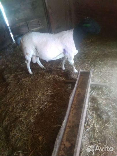 Ягнята Дорпера