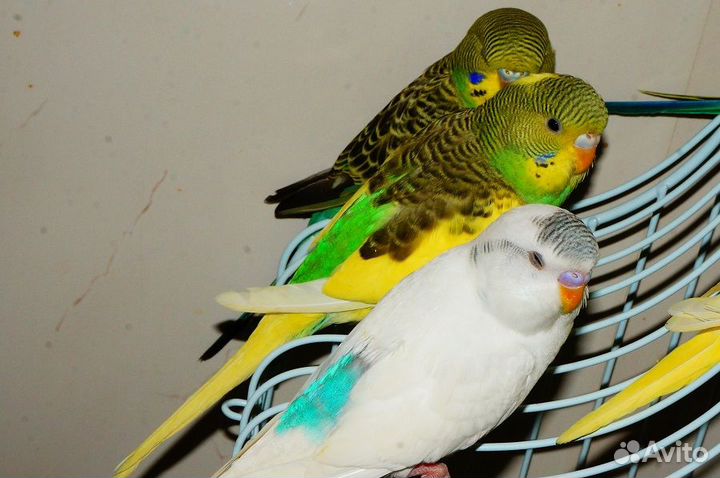 Птенцы волнистых попугаев