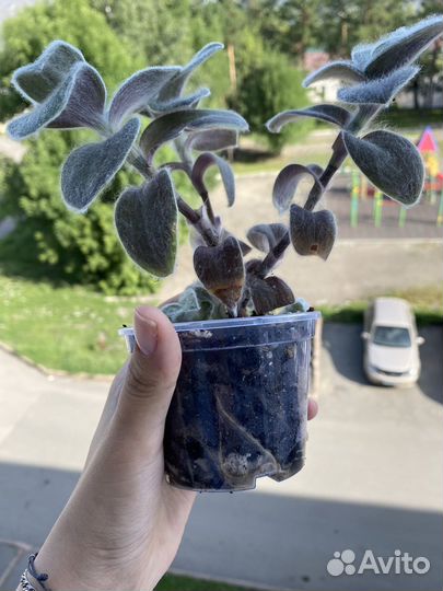 Традесканция силламонтана