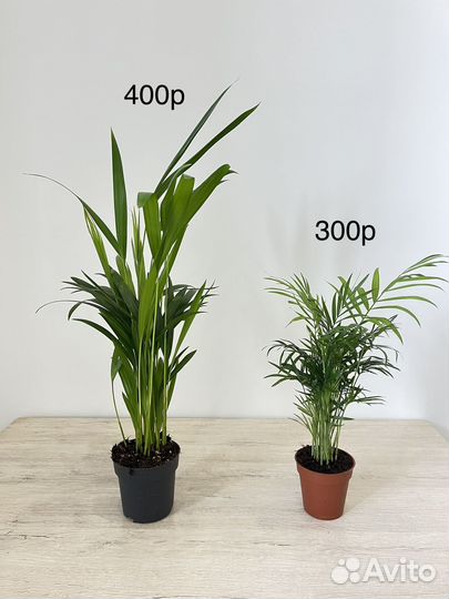 Комнатные растения