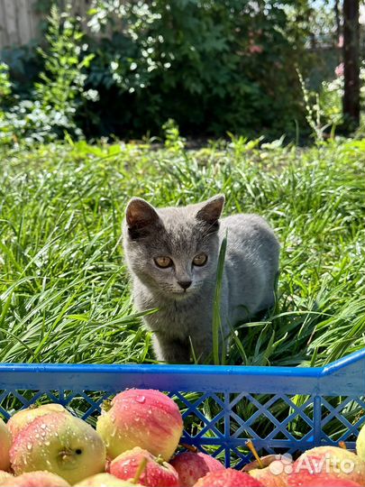 Котята ищут дом