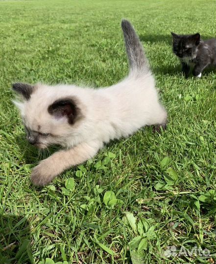 Кошка в дар бесплатно