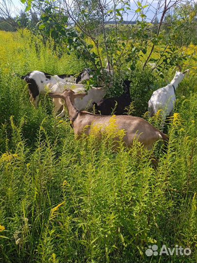 Козы козлята