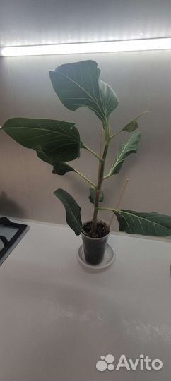 Фикус Бенгальский Кришны