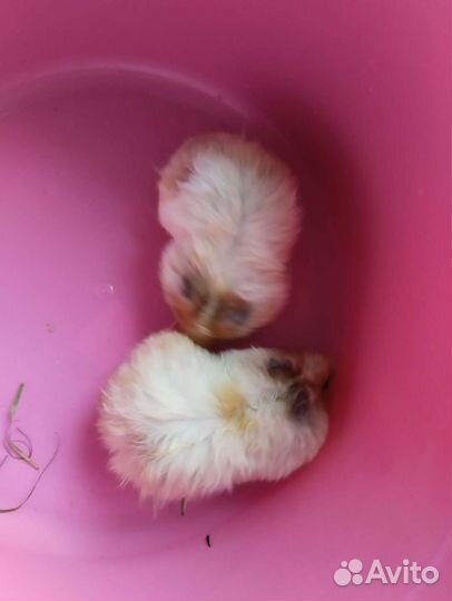 Сирийский хомяк мальчик