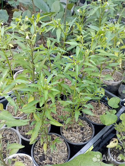 Продаю саженцы комнатного острого перца