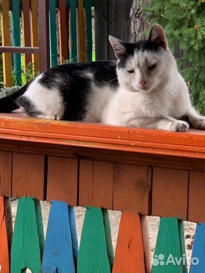 Подарю талисман удачи