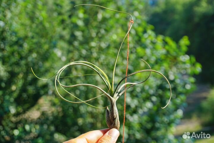 Коллекция атмосфеерных тилландсий