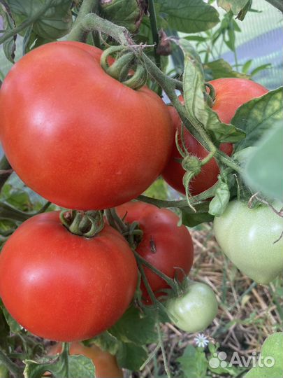 Рассада коллекционных томатов 42 сорта