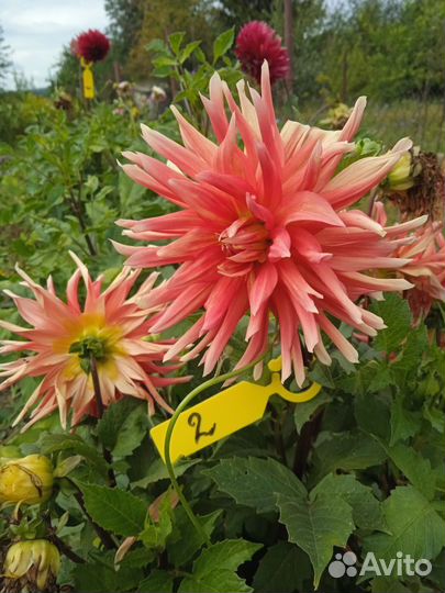 Георгины сортовые