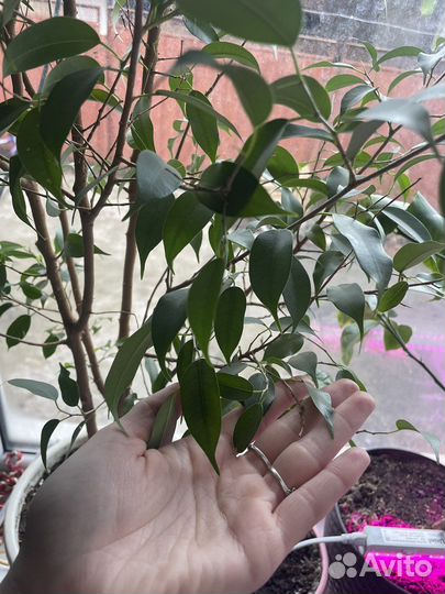 Фикус Бенджамина