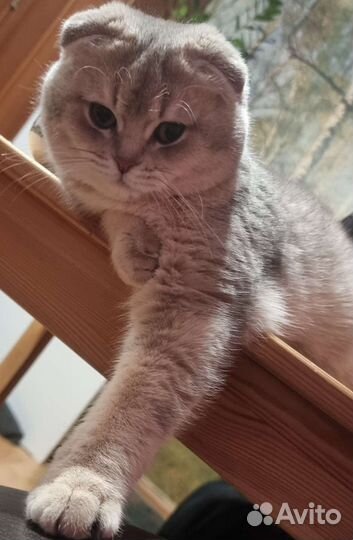 Вязка с шотландским котом