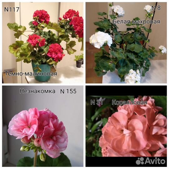 Пеларгония герань сортовая