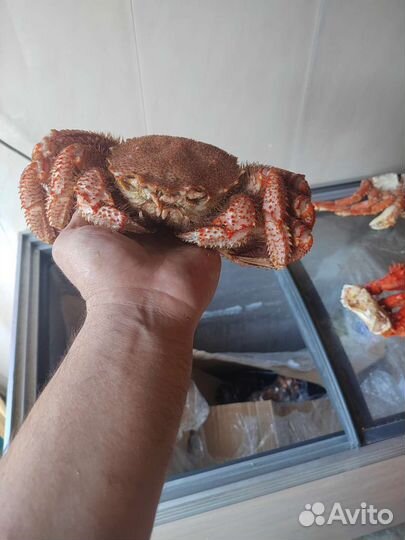 Продам краба