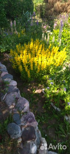 Примула многолетние цветы