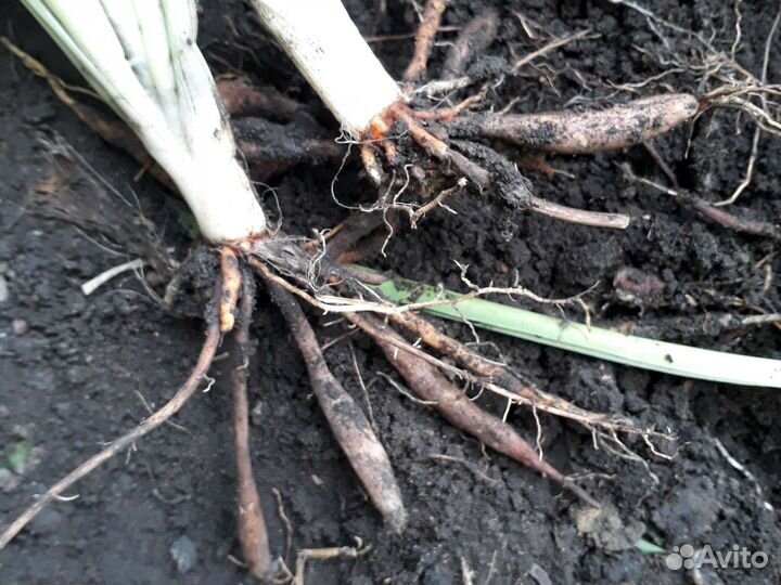 Лилейник Цитрин