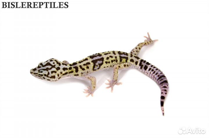 Иранский эублефар, геккон