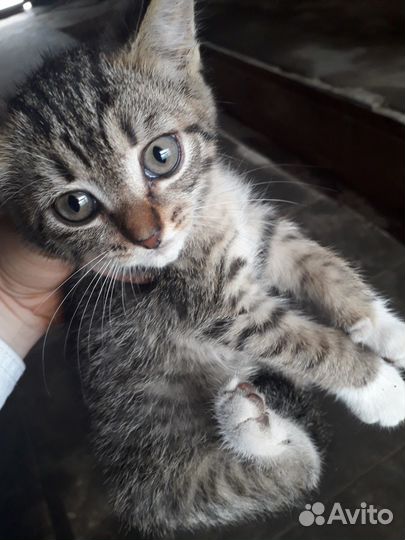 Отдам в добрые руки