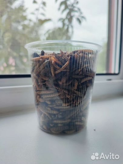 Микс сушёных насекомых