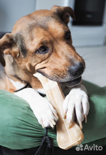 Боня ищет свою семью