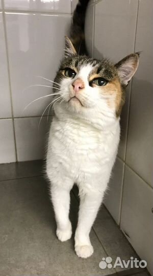 Кошка бесплатно