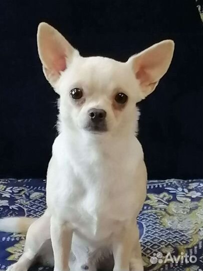 Щенки чихуахуа девочки