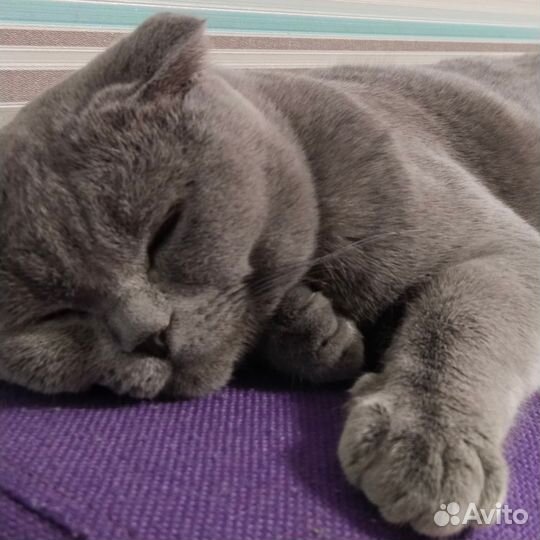 Шотландский вислоухий кот на вязку